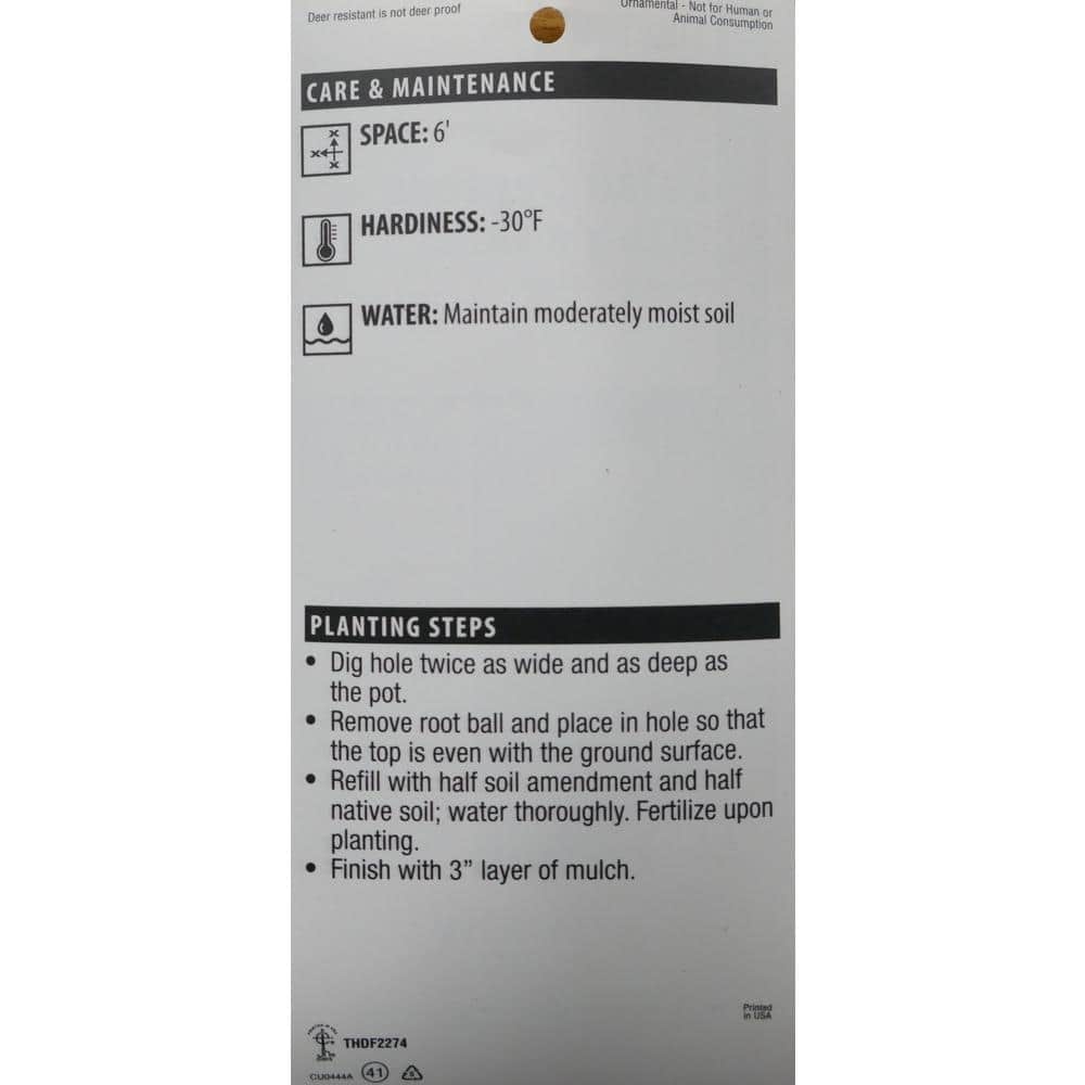 1 Gal. Chamaecyparis Gold Mop Live Evergreen Shrub - Hercitys