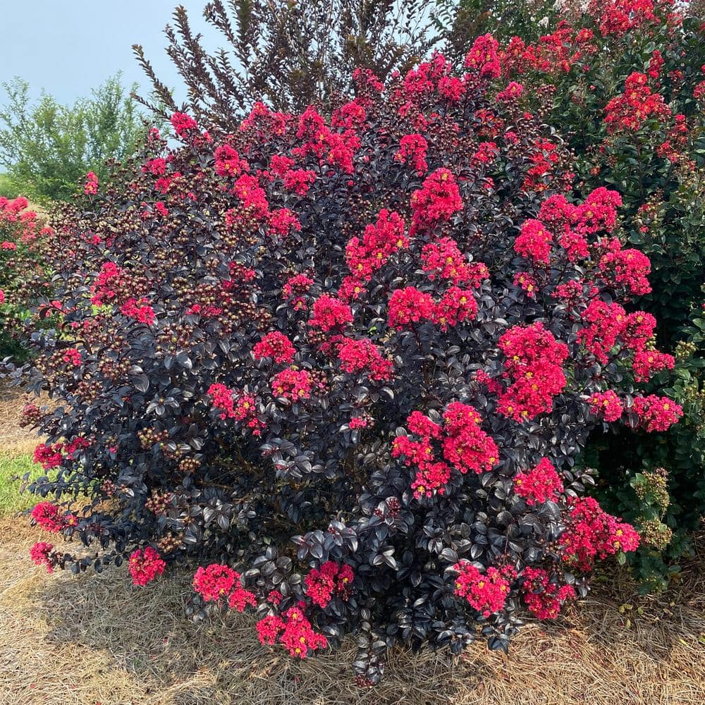 2 Gal. Shadow Magic Crape Myrtle Flowering Shrub with Dark Leaves and Dark Pink Flowers - Hercitys