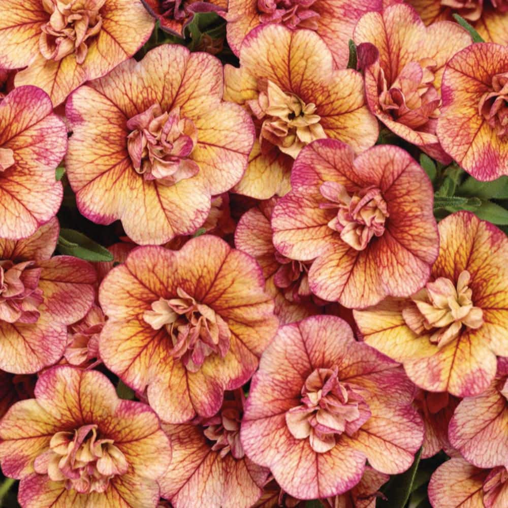 4.25 in. Eco+ Grande Superbells Double Vintage Coral (Calibrachoa hybrid) Live Annual Plant with Orange Flowers 4-Pack - Hercitys