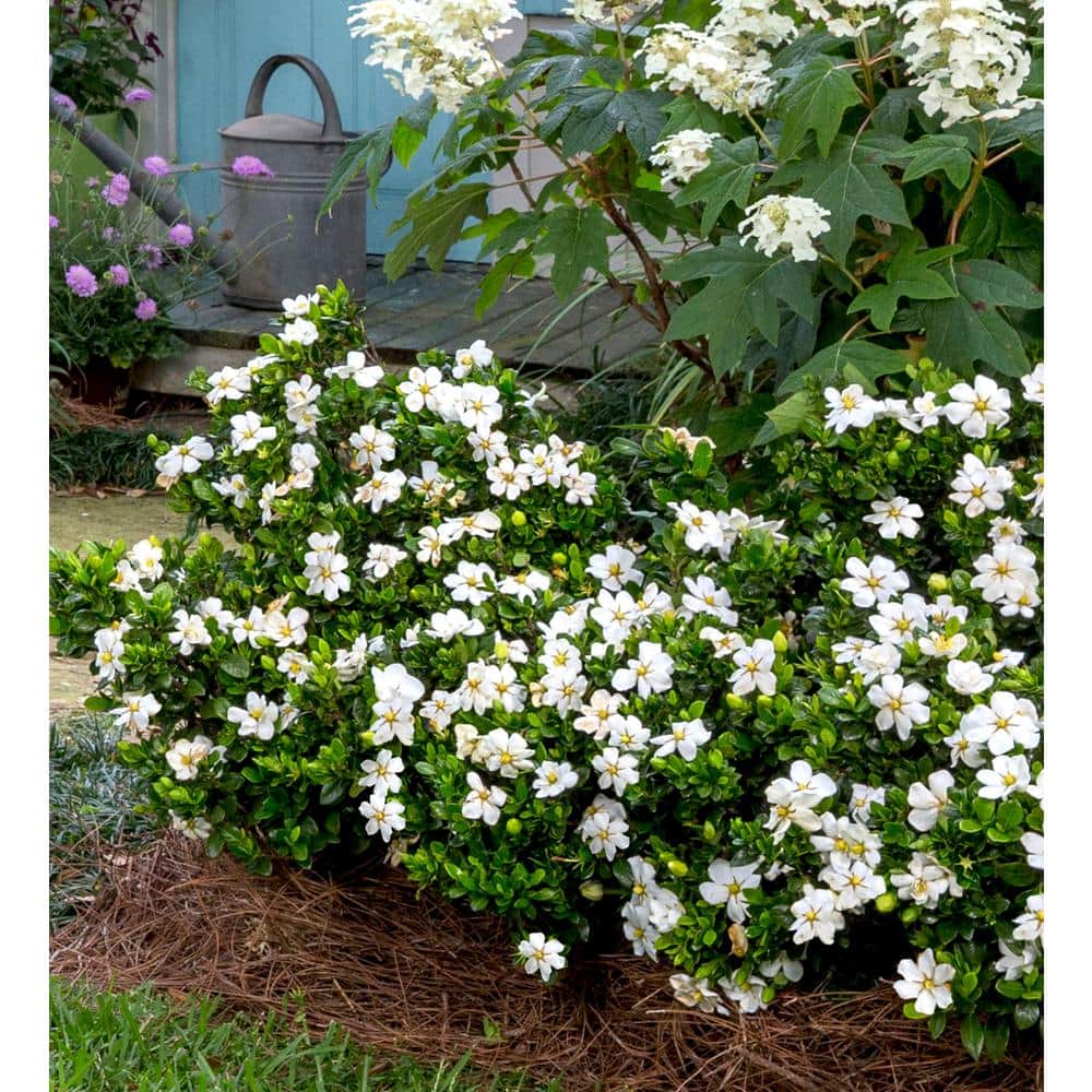 2 Gal. Scentamazing Gardenia – Live Evergreen Shrub with White Fragrant Blooms - Hercitys
