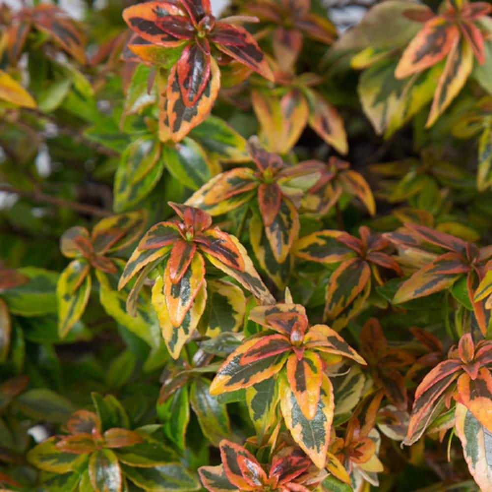3 gal. Kaleidoscope Abelia with Petite White Blooms and Golden Yellow Variegated Foliage - Hercitys