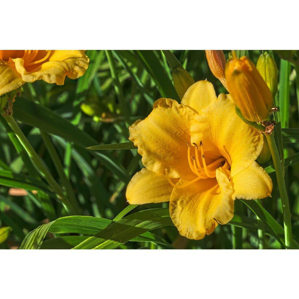 2 Gal. Stella de Oro Daylily (Hemerocallis) Live Flowering Full Sun Perennial Plant with Golden Yellow Flowers - Hercitys
