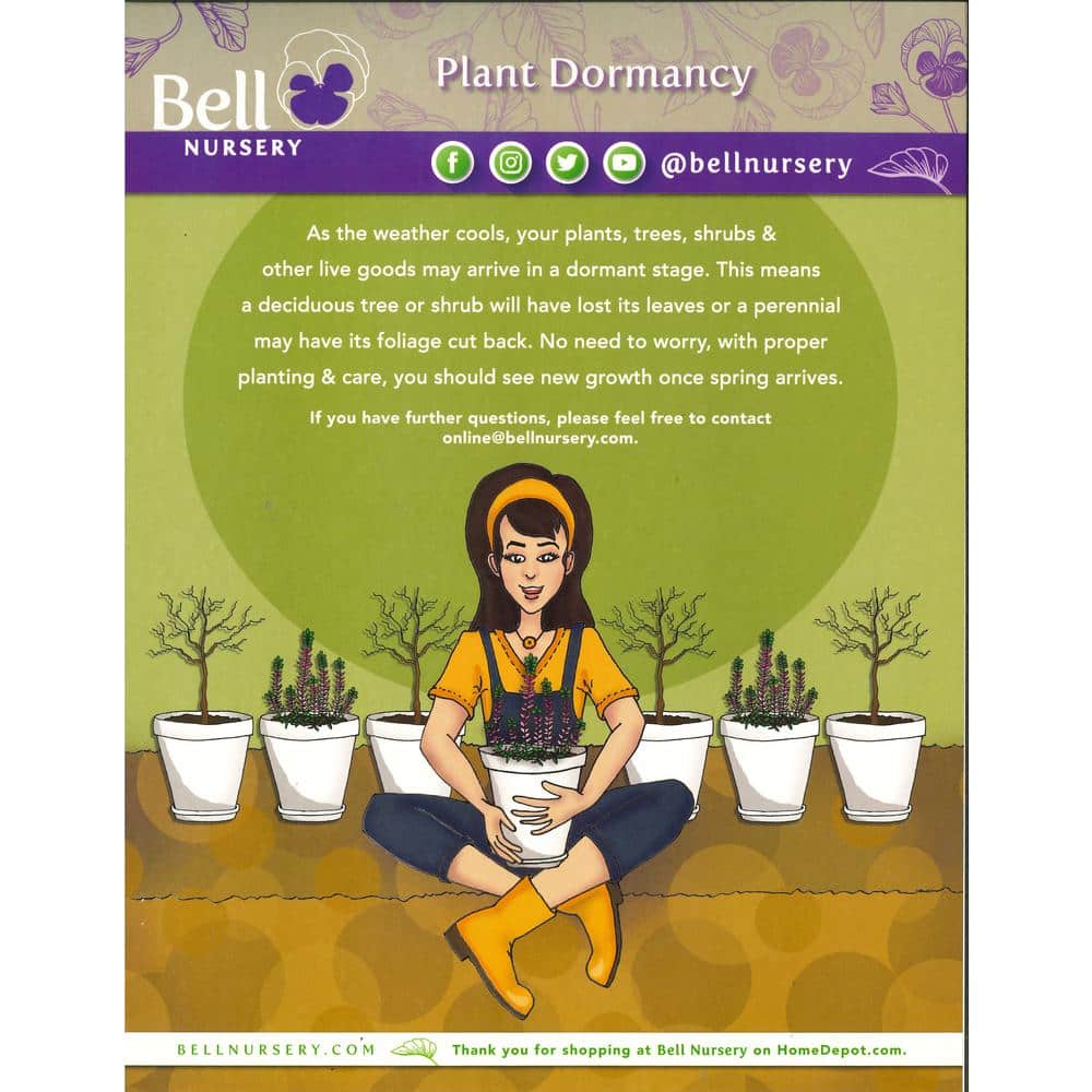 3 Gal. Neon Flash Spirea Live Flowering Shrub Plant with Dark Pink Blooms - Hercitys