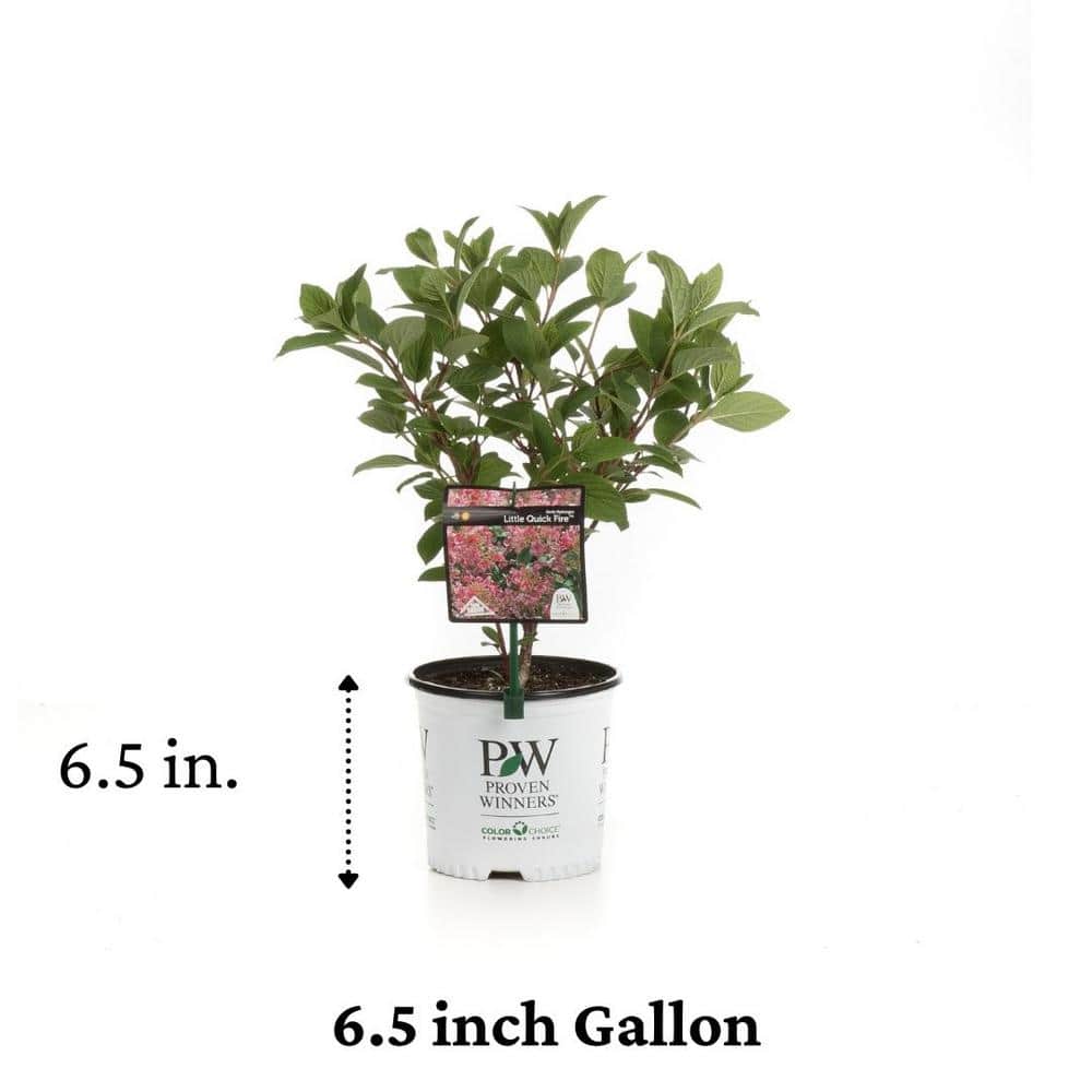 1 Gal. Little Quick Fire Hardy Hydrangea (Paniculata) Live Shrub, White to Pink Flowers - Hercitys