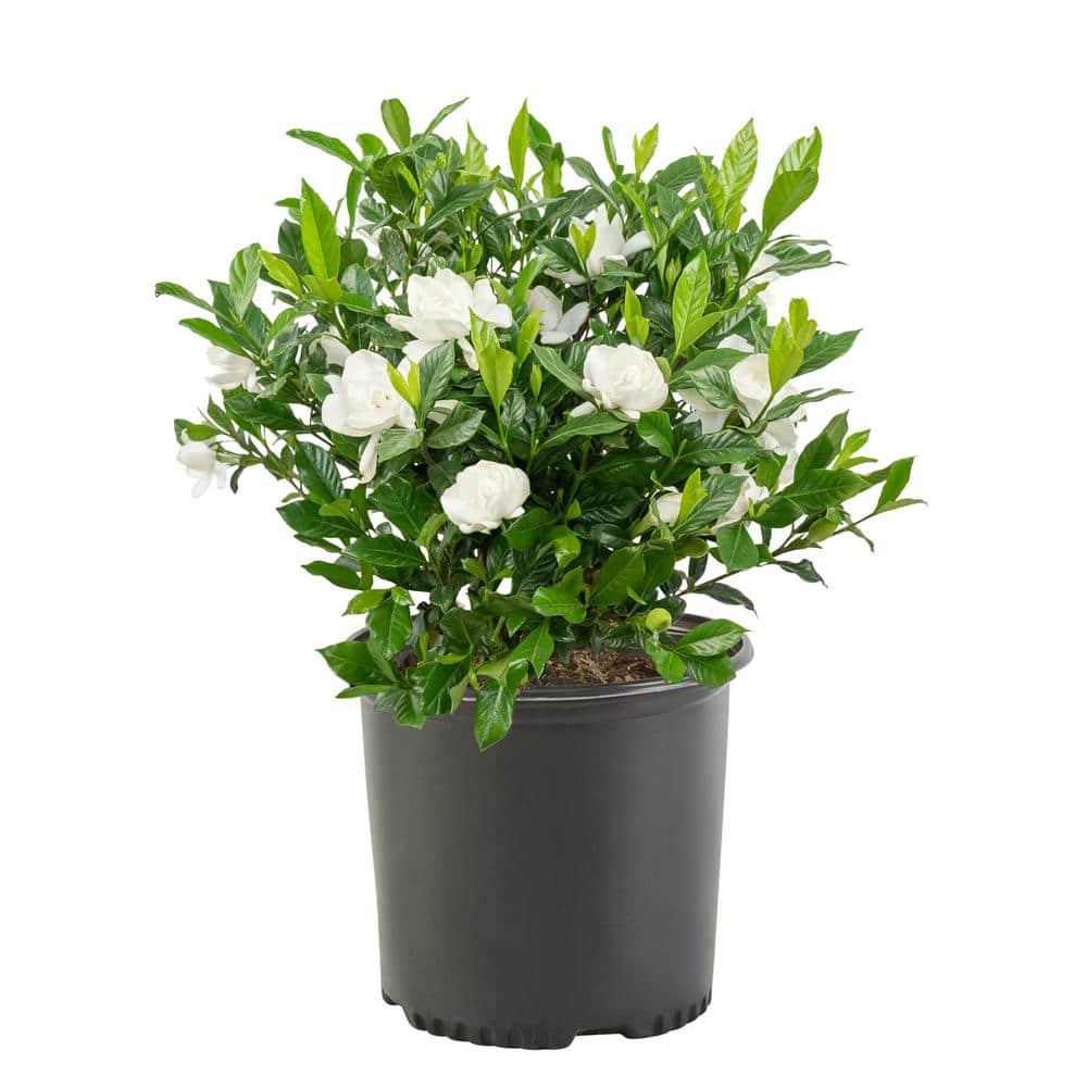 2.5 Qt. August Beauty Gardenia Shrub with Double White Flowers and Green Foliage - Hercitys