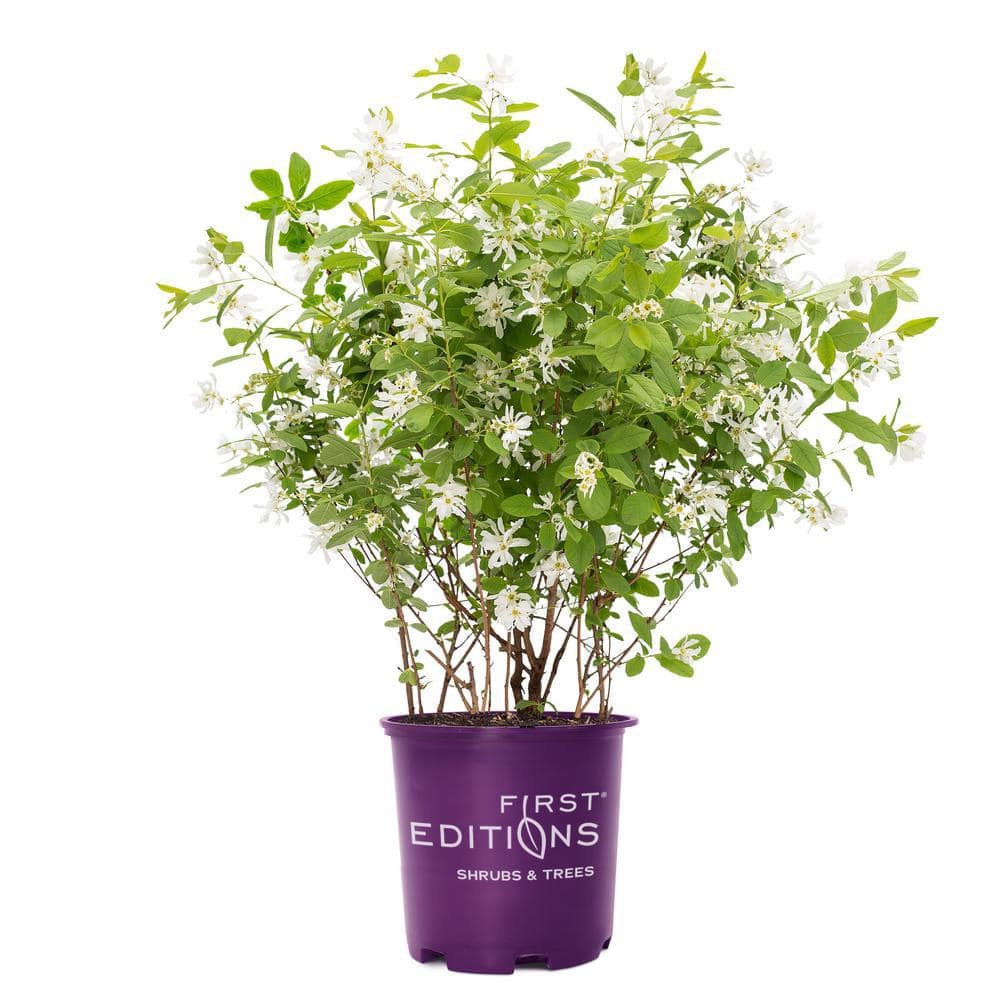 2 Gal. Lotus Moon Pearlbush Shrub with White Flowers - Hercitys