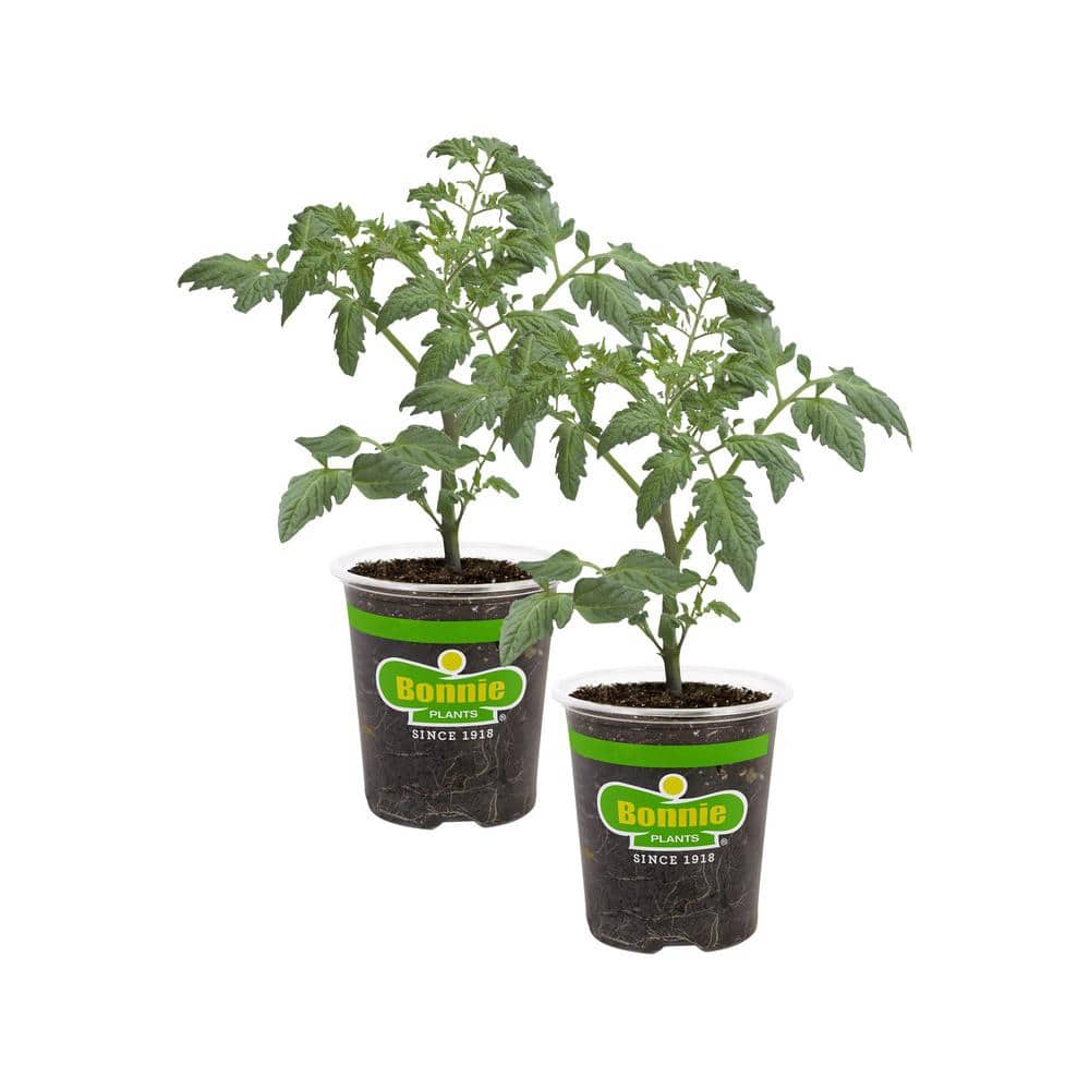 19 oz. Celebrity Tomato Plant (2-Pack) - Hercitys