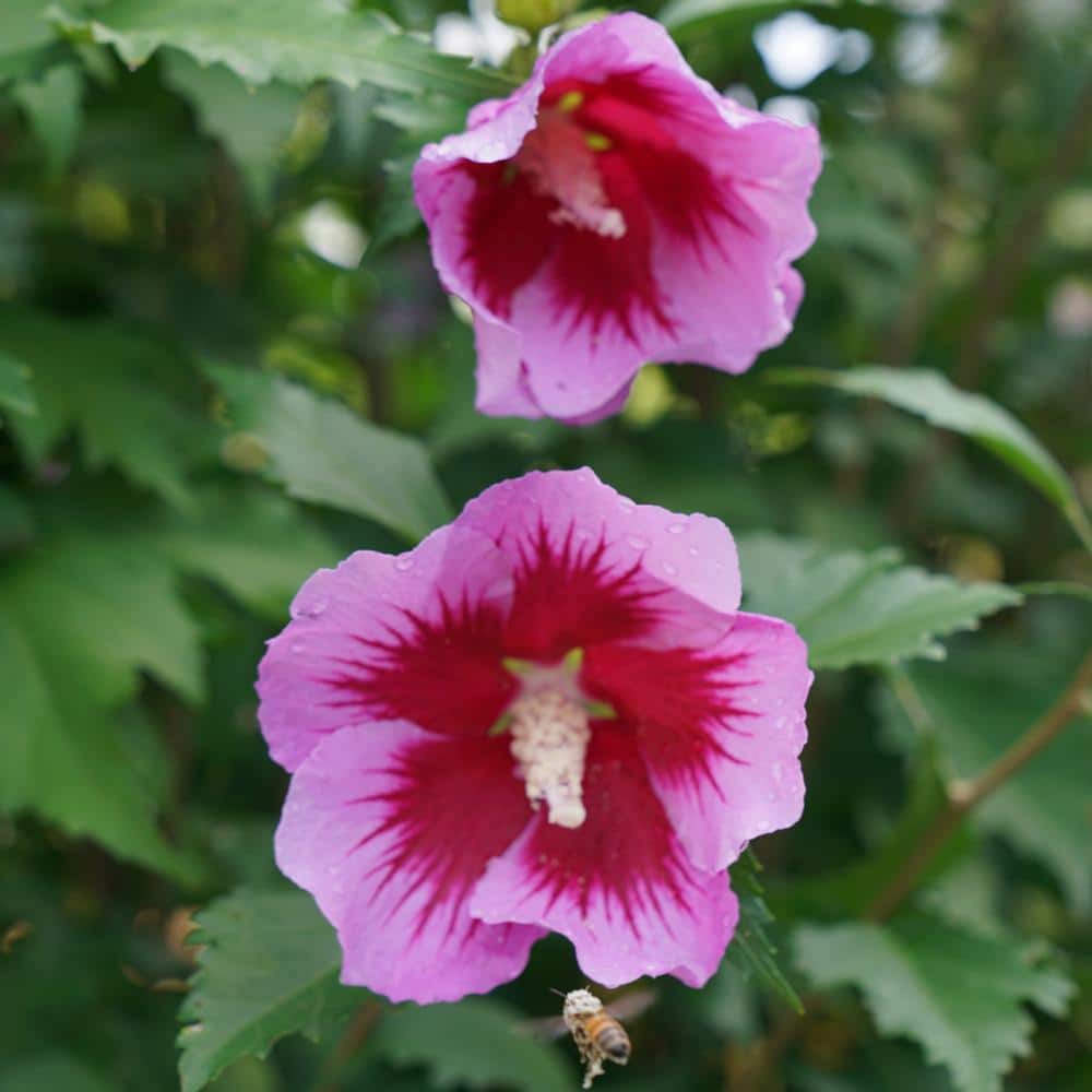 2 Gal. Purple Pillar Rose of Sharon (Hibiscus) Plant with Purple Flowers - Hercitys