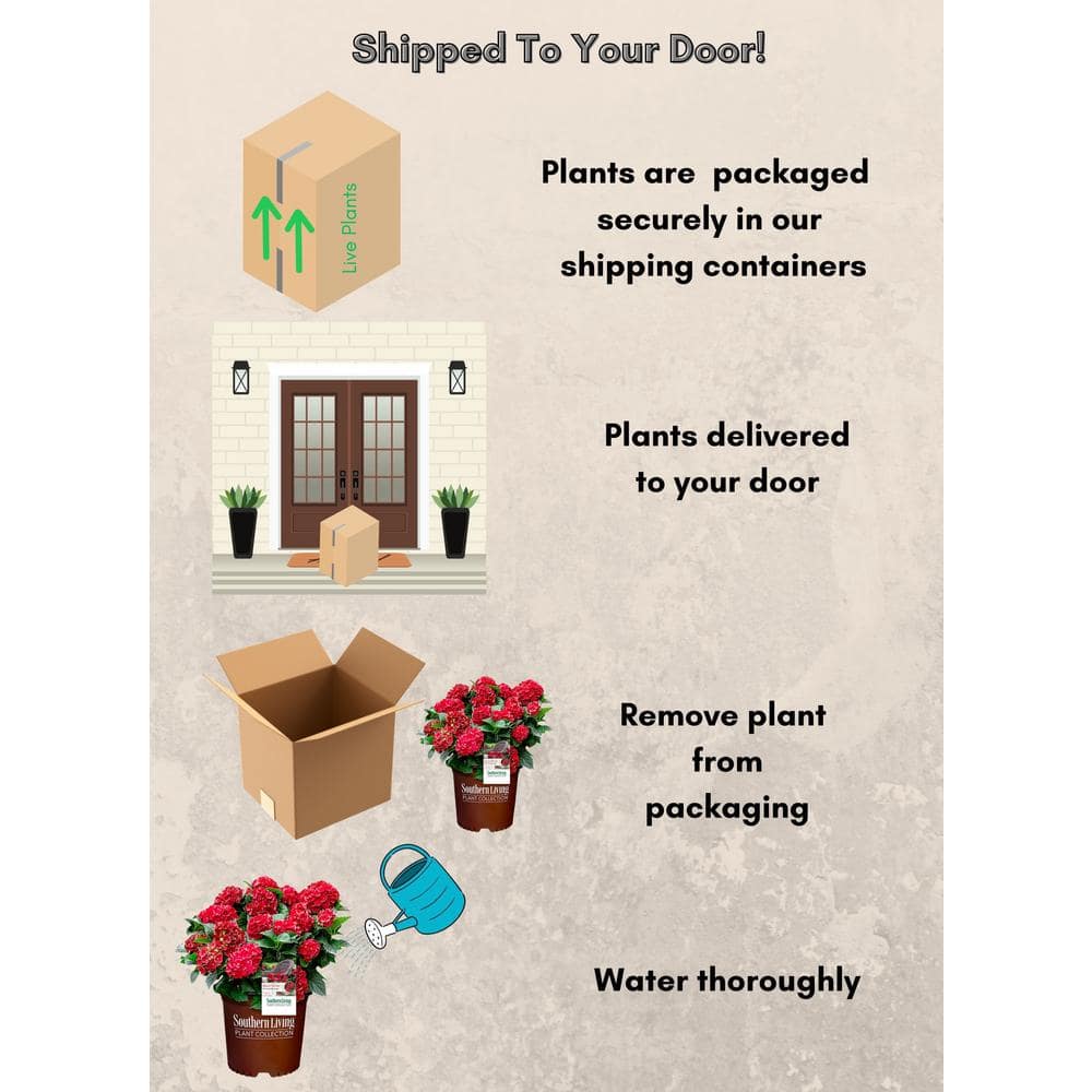 2 Gal. Heart Throb Hydrangea with Cherry Red Flowers - Hercitys