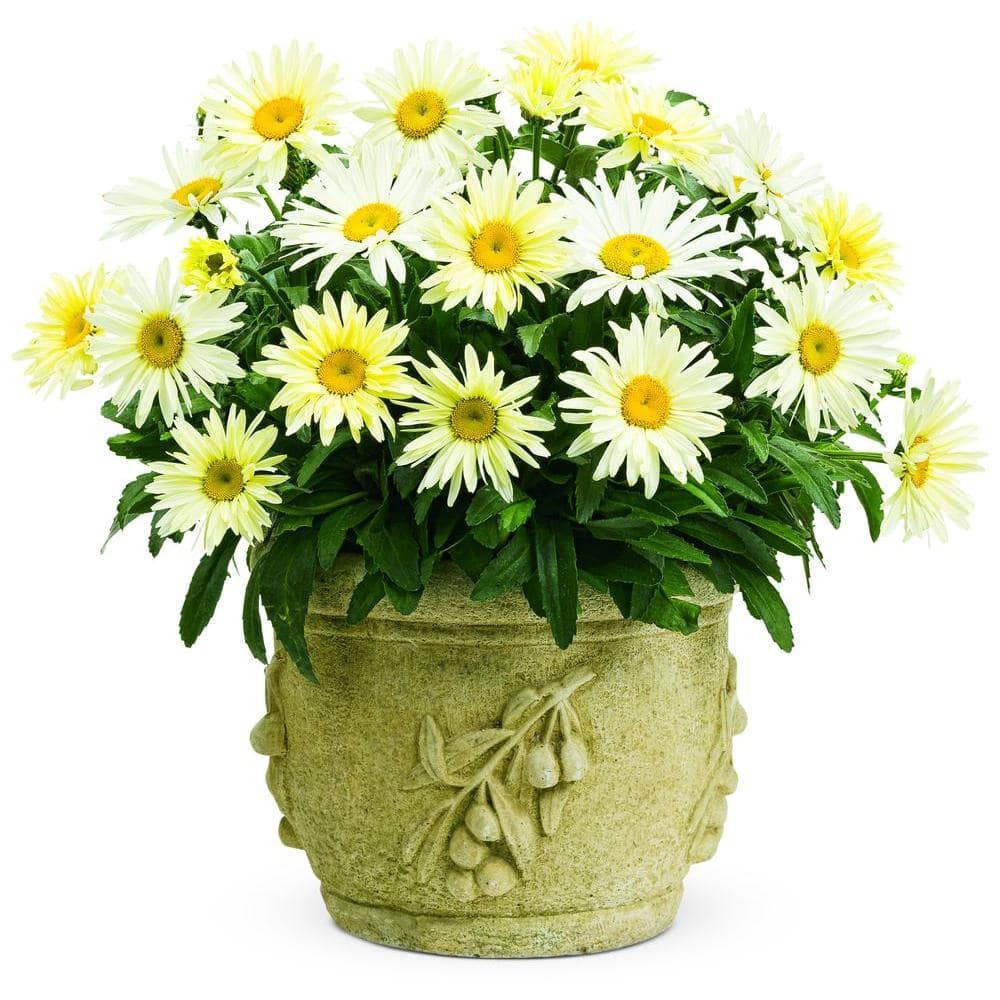 4.5 in. Qt. Amazing Daisies Banana Cream Shasta Daisy (Leucanthemum) Live Plant in Yellow Flowers - Hercitys
