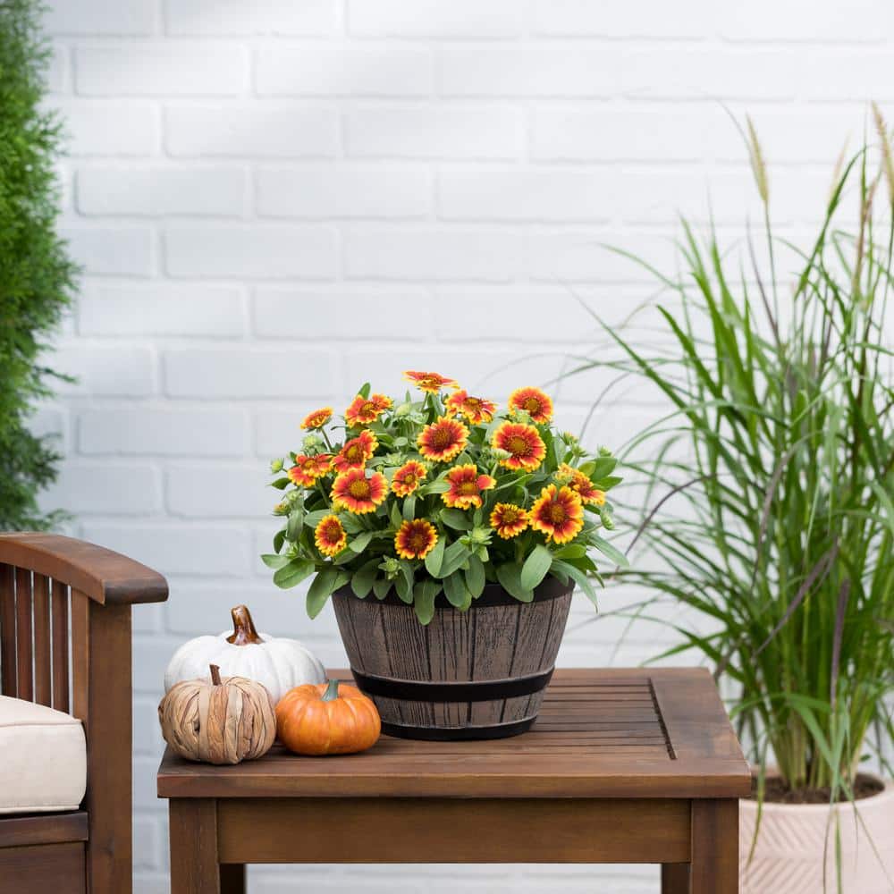1 Gal. Barbican Yellow Red Ring Gaillardia Blanket Flower Napa Barrel Planter Perennial Plant (1-Pack) - Hercitys