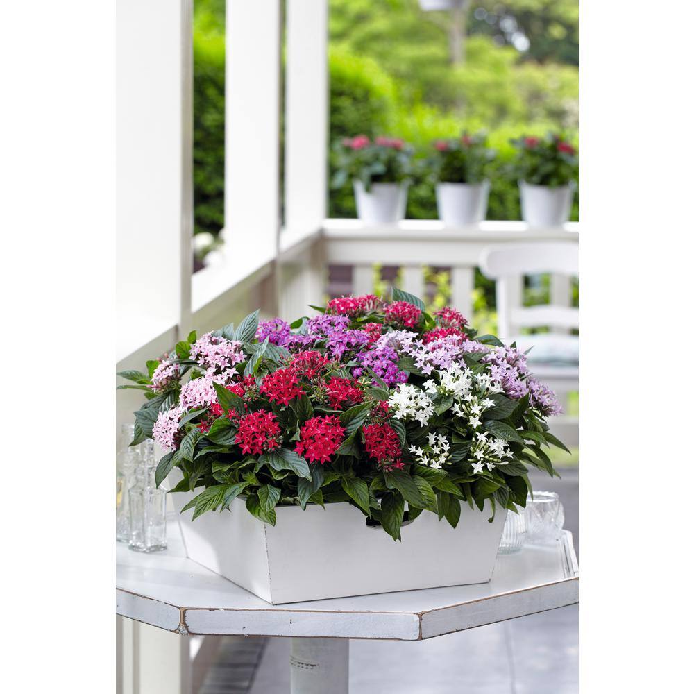 1.5 Gal. Penta Plant Red Flower in 8.25 in. Grower’s Pot - Hercitys