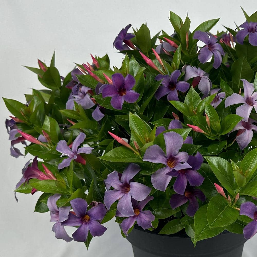 4 in. Mandevilla Blue and Pink Summer Trio Annual Plant with Blue and Pink Flowers (4-Pack) - Hercitys