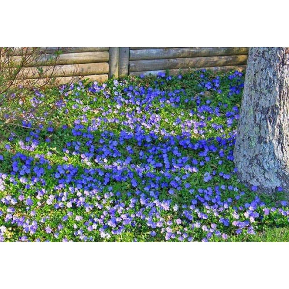 2.5 qt. Spring Flowering Perennial Groundcover Vinca Minor Bowles Mauve (2-Pack) - Hercitys