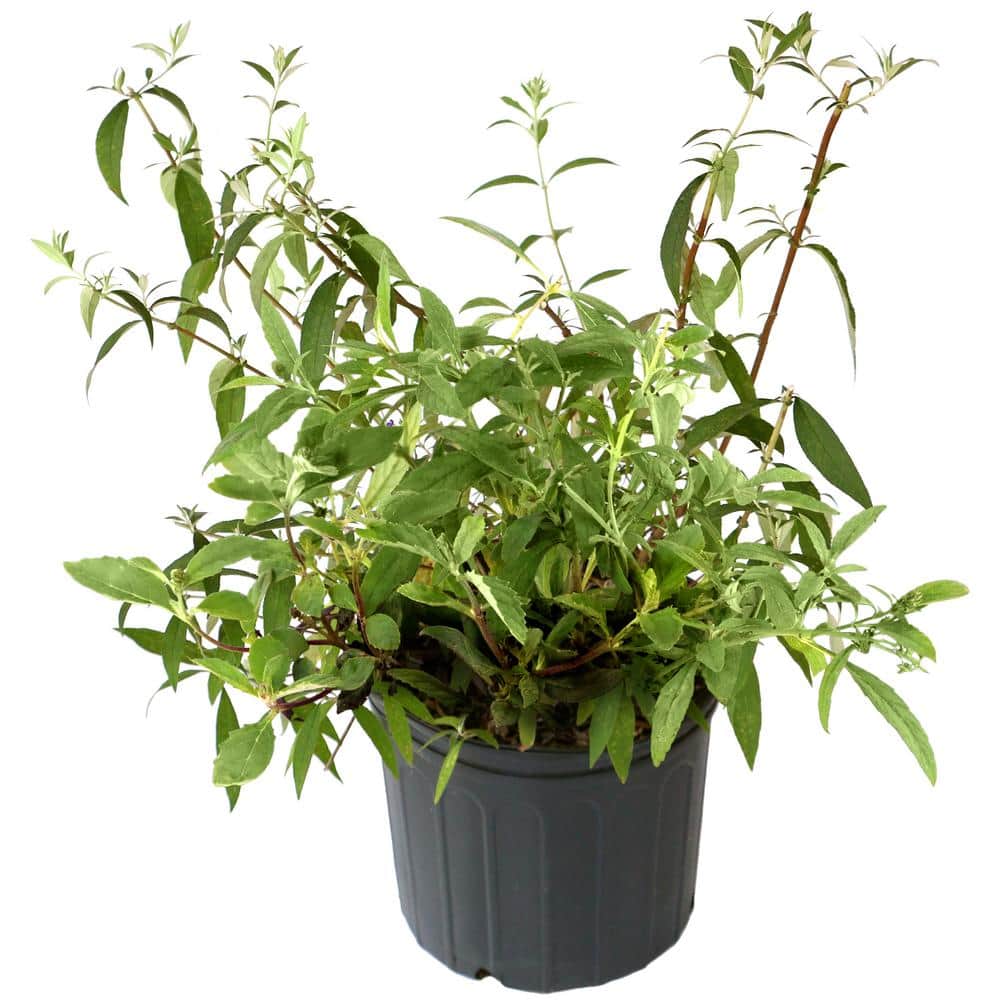 2.5 qt. Buddleia Black Knight Flowering Shrub with Purple Blooms - Hercitys