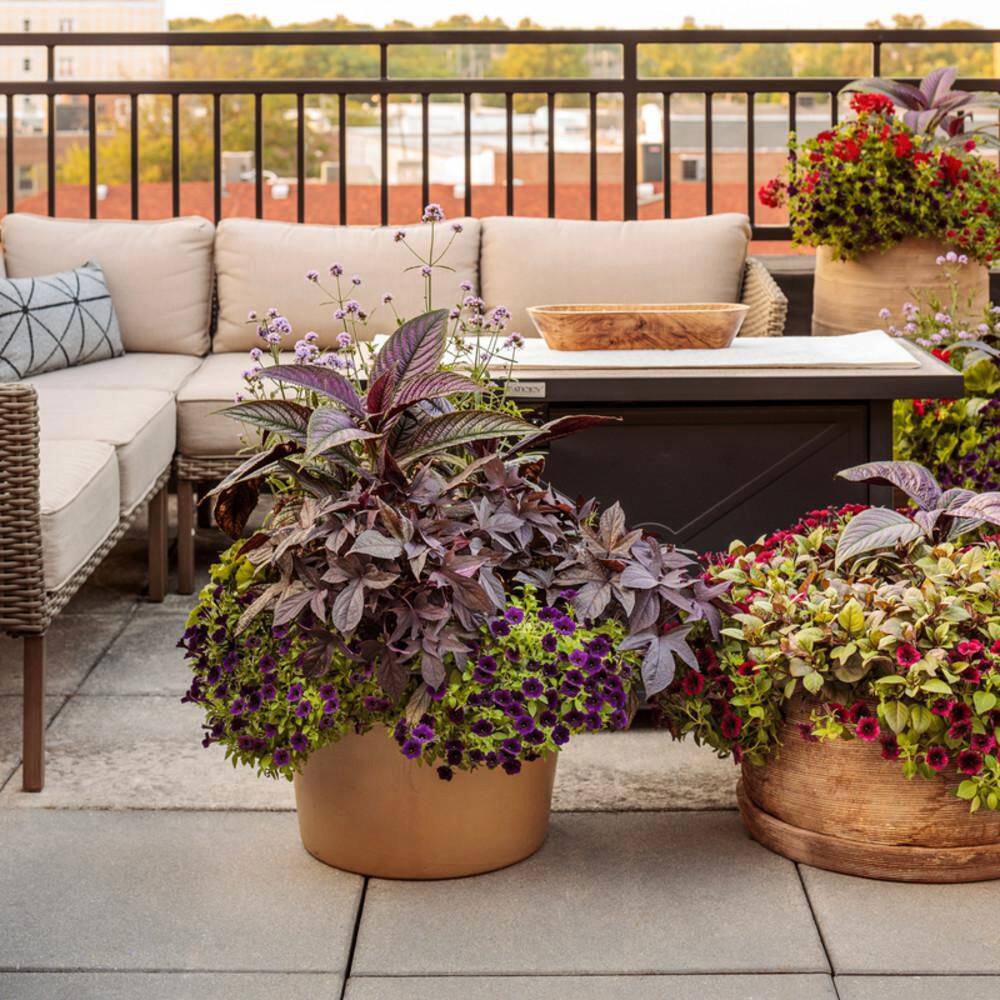 4.5 in. Qt. Persian Shield (Strobilanthes Dyerianus) Live Annual Plant with Purple Foliage - Hercitys