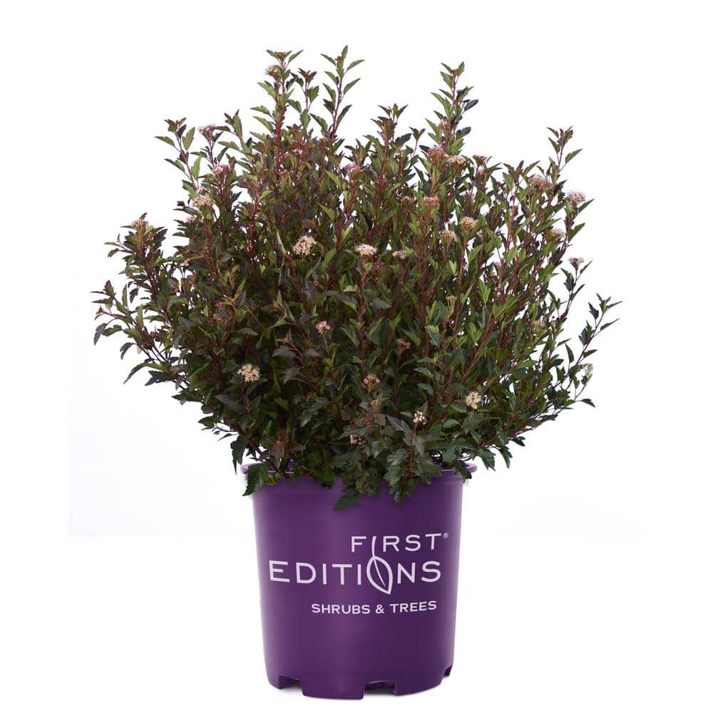 2 Gal. Little Devil Ninebark Shrub with Dark Foliage - Hercitys