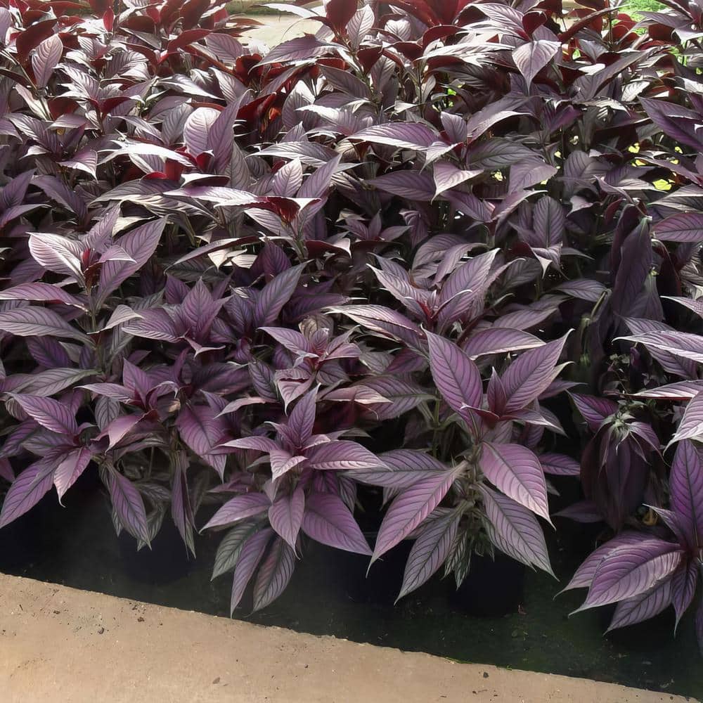 4 in. Persian Shield Purple Bloom Strobilanthes Plant (3-Piece) - Hercitys