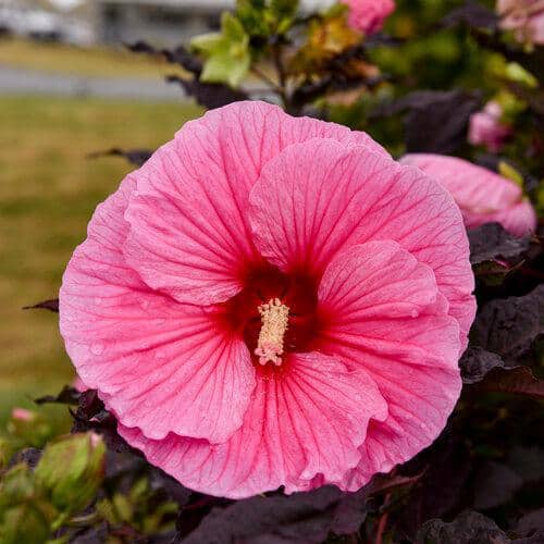 2 Gal. Proven Winners Hibiscus Summerific Edge of Night Perennial Plant (1-Pack) - Hercitys