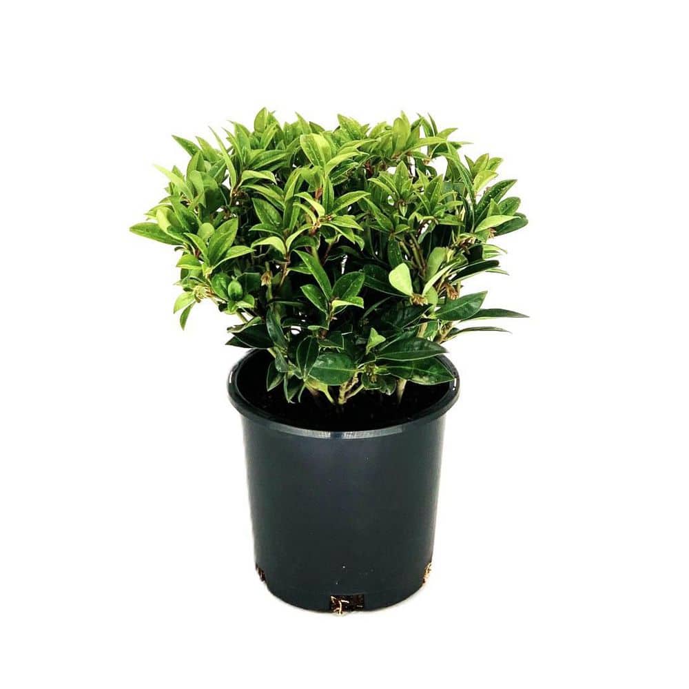 2.5 QT. Fragrant Sweet Box (Sarcococca Ruscifolia) Evergreen Shrub with Fragrant White Flowers 1-Each - Hercitys