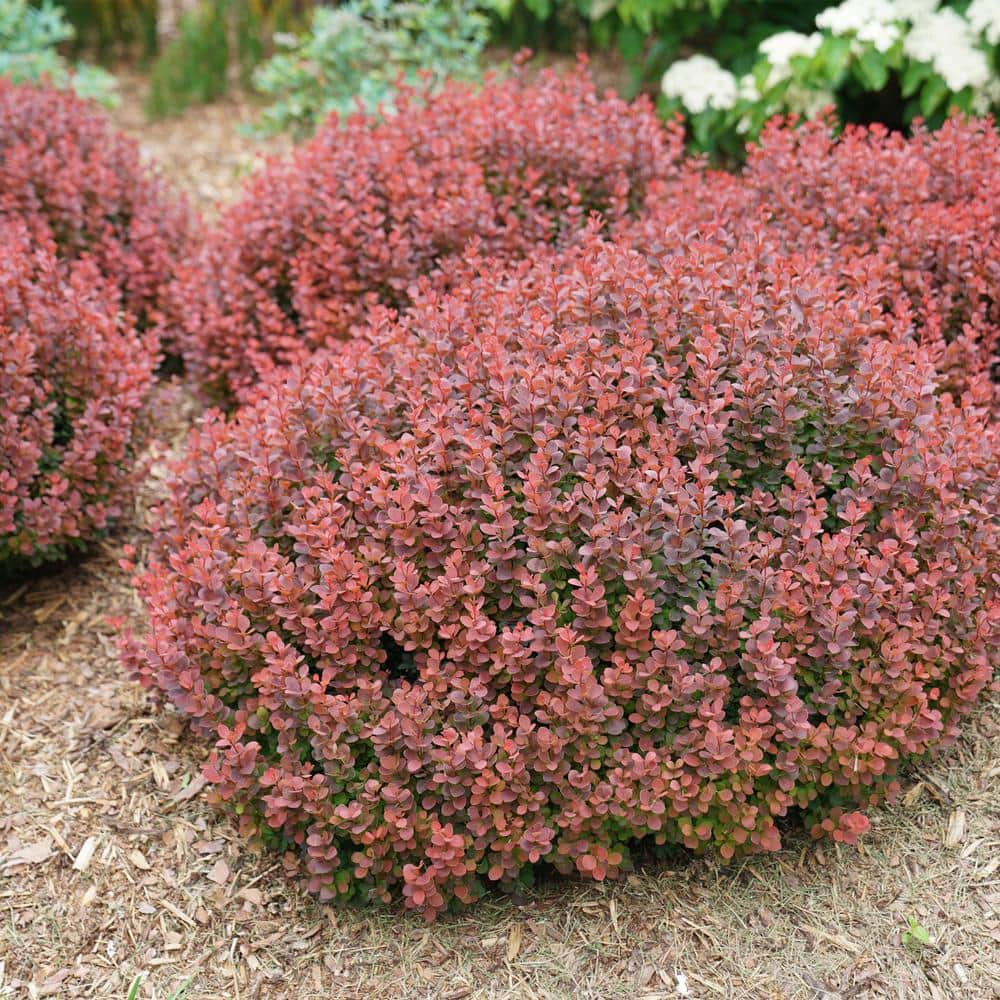2 Gal. Sunjoy Mini Maroon Barberry Plant with Deep Purple-Red Foliage - Hercitys