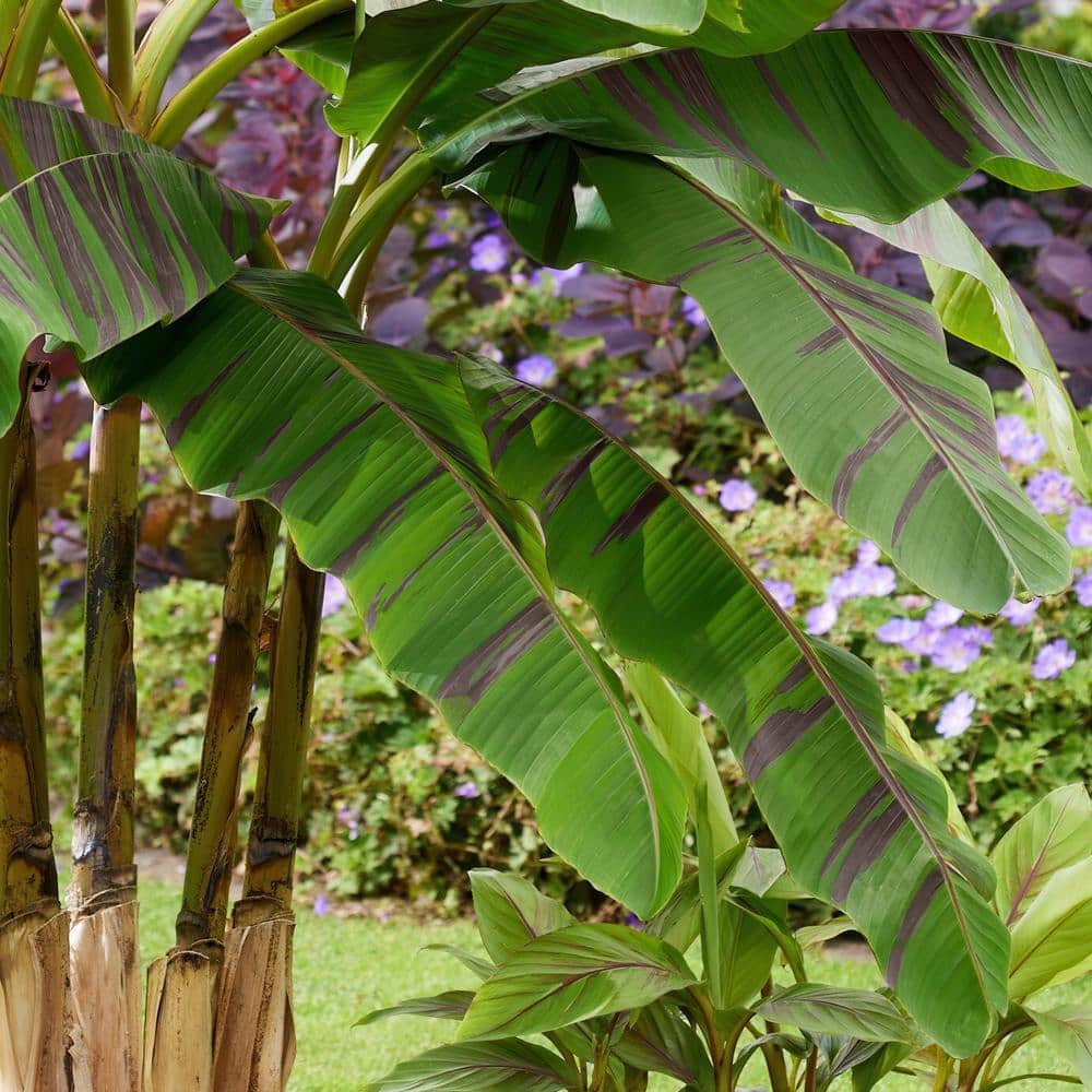 3.5 in. Banana Hardy Ever Red Perennial Plant - Hercitys