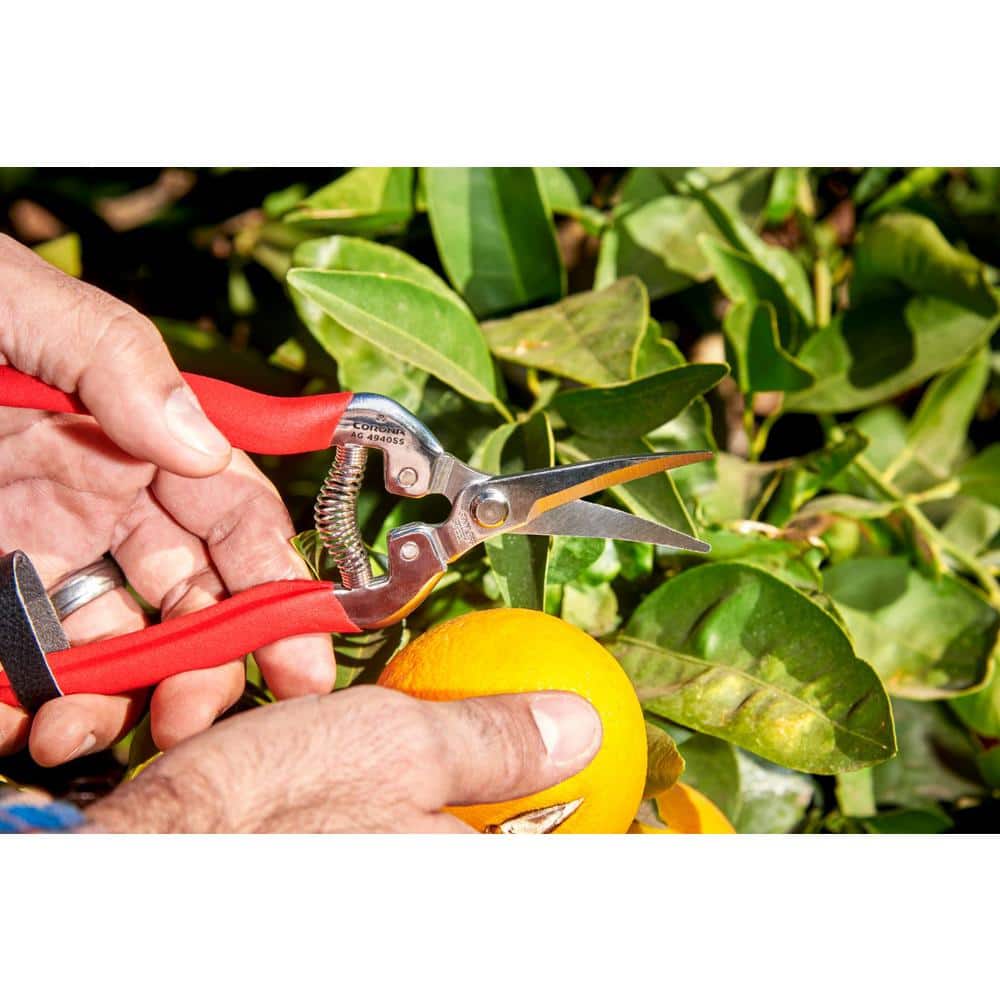 1.75 in. Stainless Steel Long Curved Snips - Hercitys