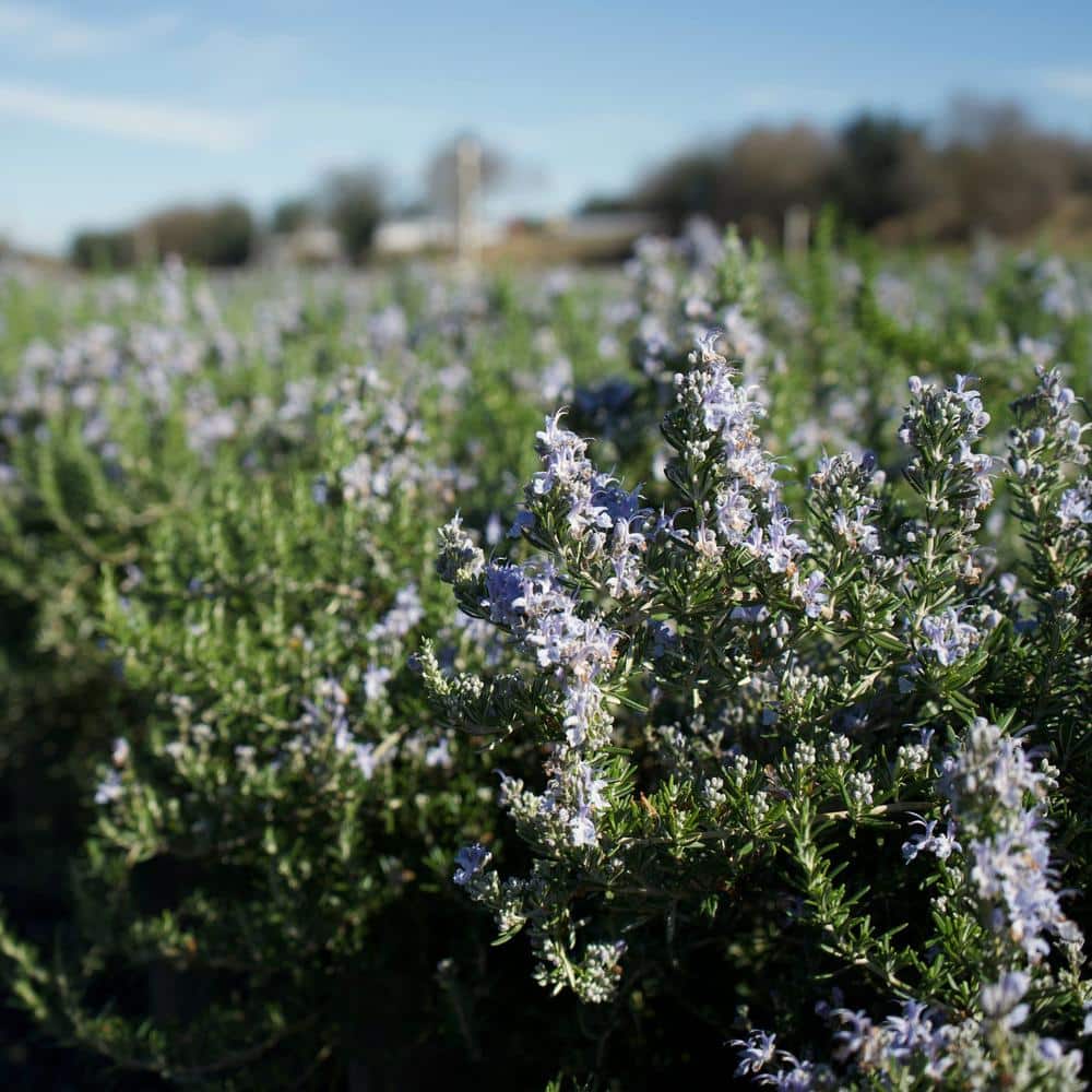 #5 container Creeping Rosemary Plant - Hercitys