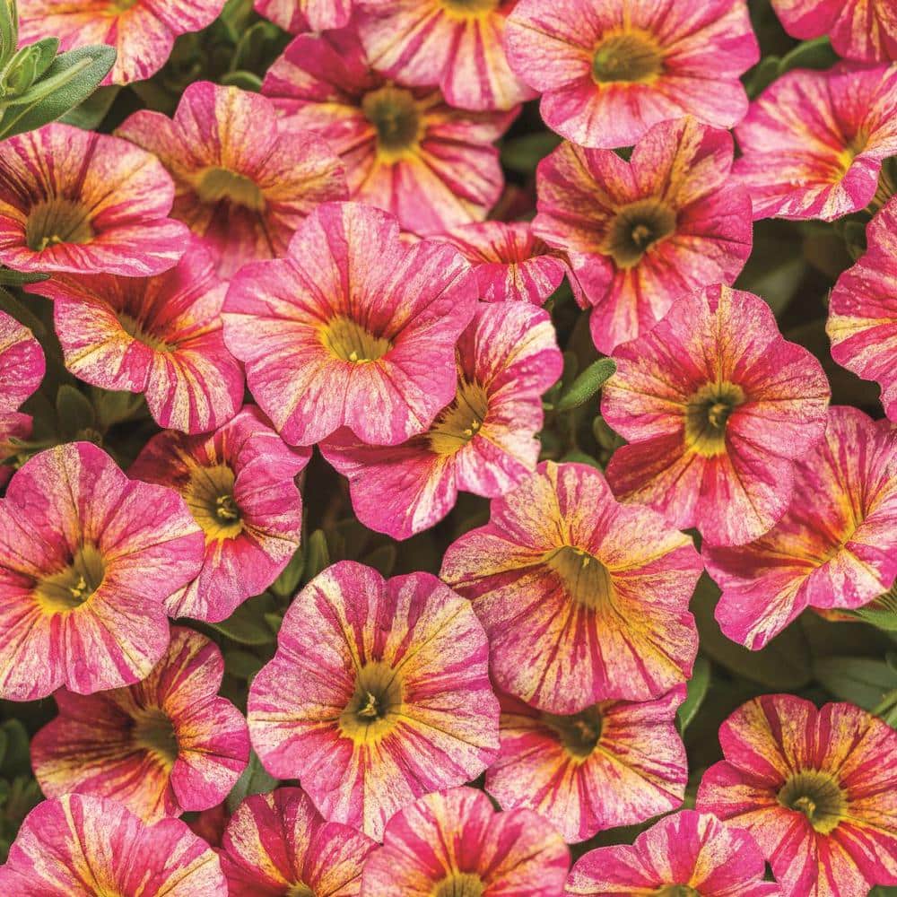 4.25 in. Eco+Grande Superbells Tropical Sunrise (Calibrachoa) Live Plant, Pink, Yellow and Red-Streaked Flowers (4-Pack) - Hercitys