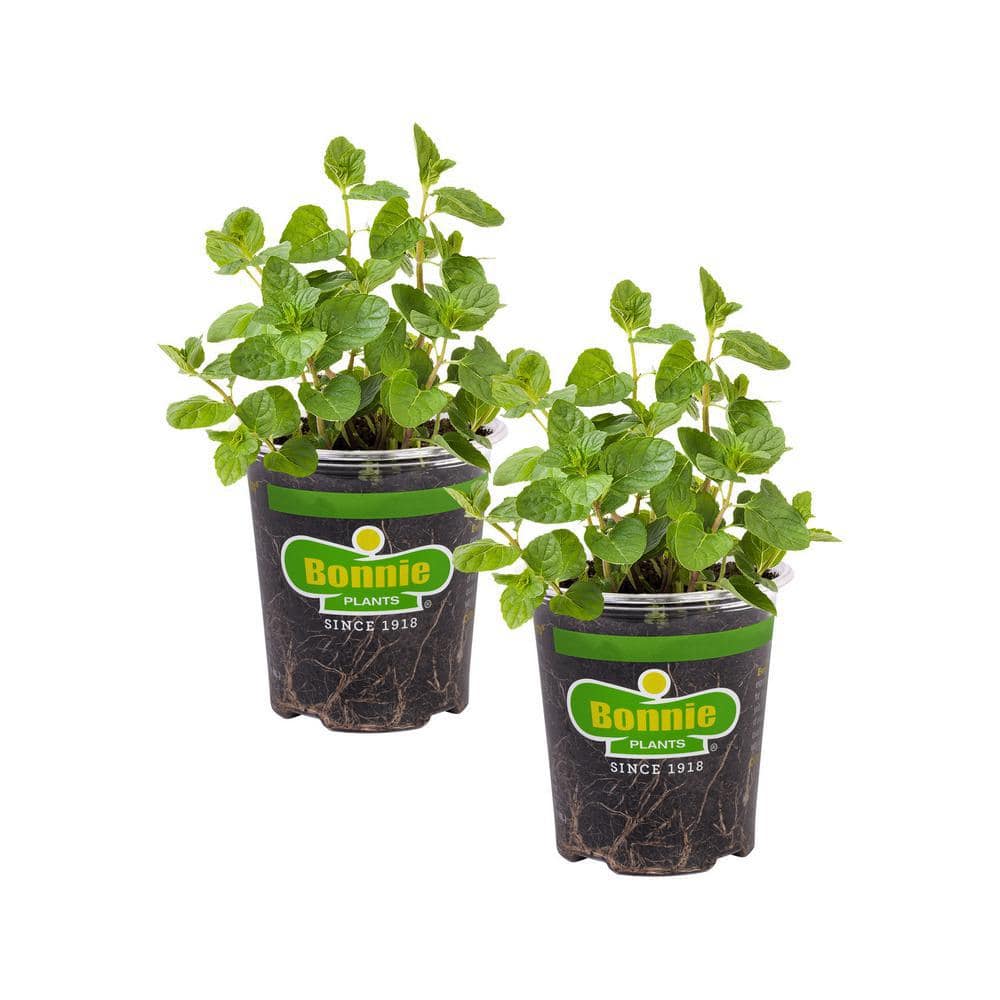 19 oz. Spearmint Herb Plant (2-Pack) - Hercitys