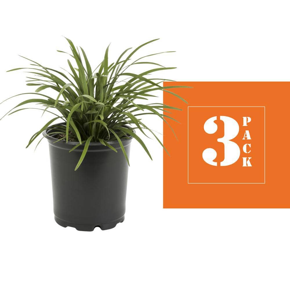 2 Qt. Green Liriope Perennial Plant (3-Pack) - Hercitys