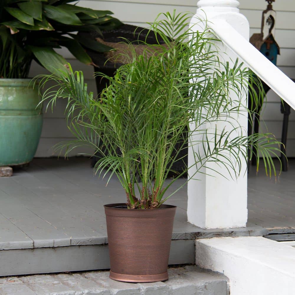 2 Gal. Robellini Palm Tree - Hercitys