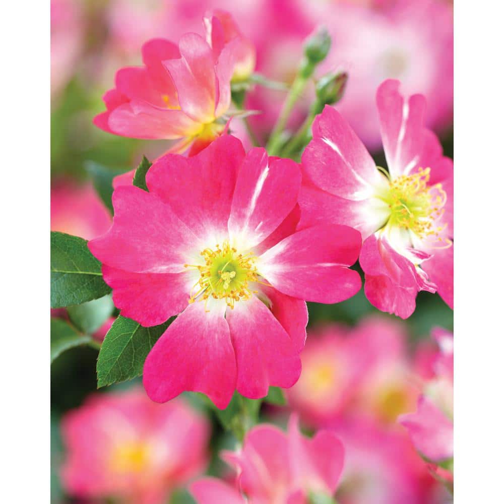 1 Gal. Pink Drift Rose Bush with Pink Flowers (2-Pack) - Hercitys