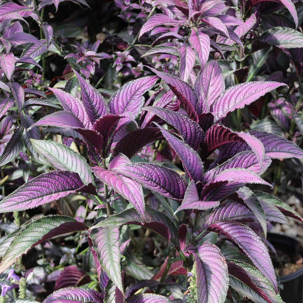4 in. Persian Shield Purple Bloom Strobilanthes Plant (3-Piece) - Hercitys
