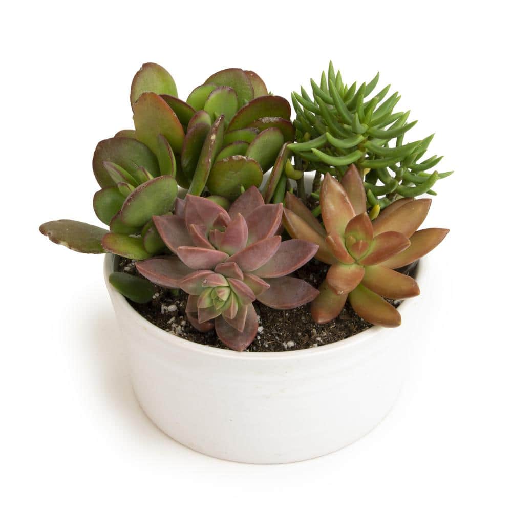 5.5 in. Succulent Garden in White Ribbed Glazed Planter - Hercitys
