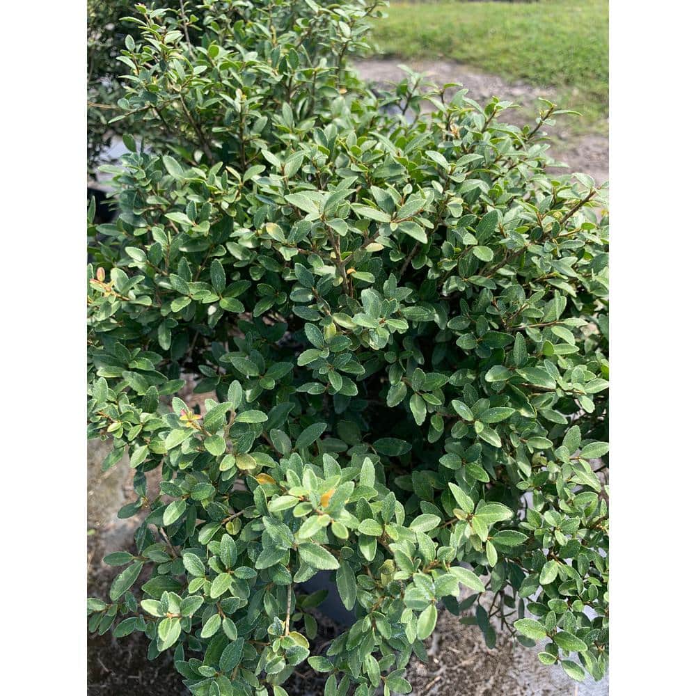 3 Gal. Dwarf Yaupon Schillings Holly Evergreen Shrub - Hercitys