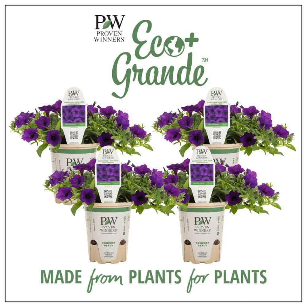 4.25 in. Eco+ Grande Supertunia Mini Vista Ultramarine (Petunia Hybrid) Live Annual Plant with Blue Flowers 4-Pack - Hercitys
