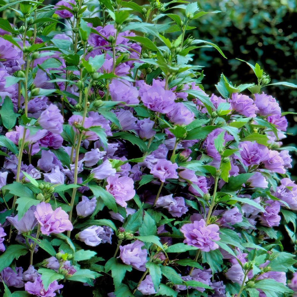 2 Gal. Hibiscus Blueberry Smoothie Shrub with Purple Flowers - Hercitys