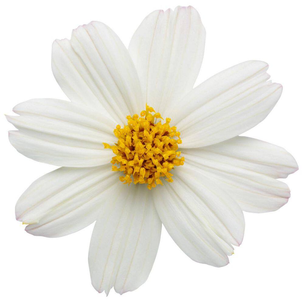 4.25 in. Eco+ Grande Campfire Marshmallow Apache Beggarticks (Bidens Hybrid) Live Annual Plant with White Flowers 4-Pack - Hercitys