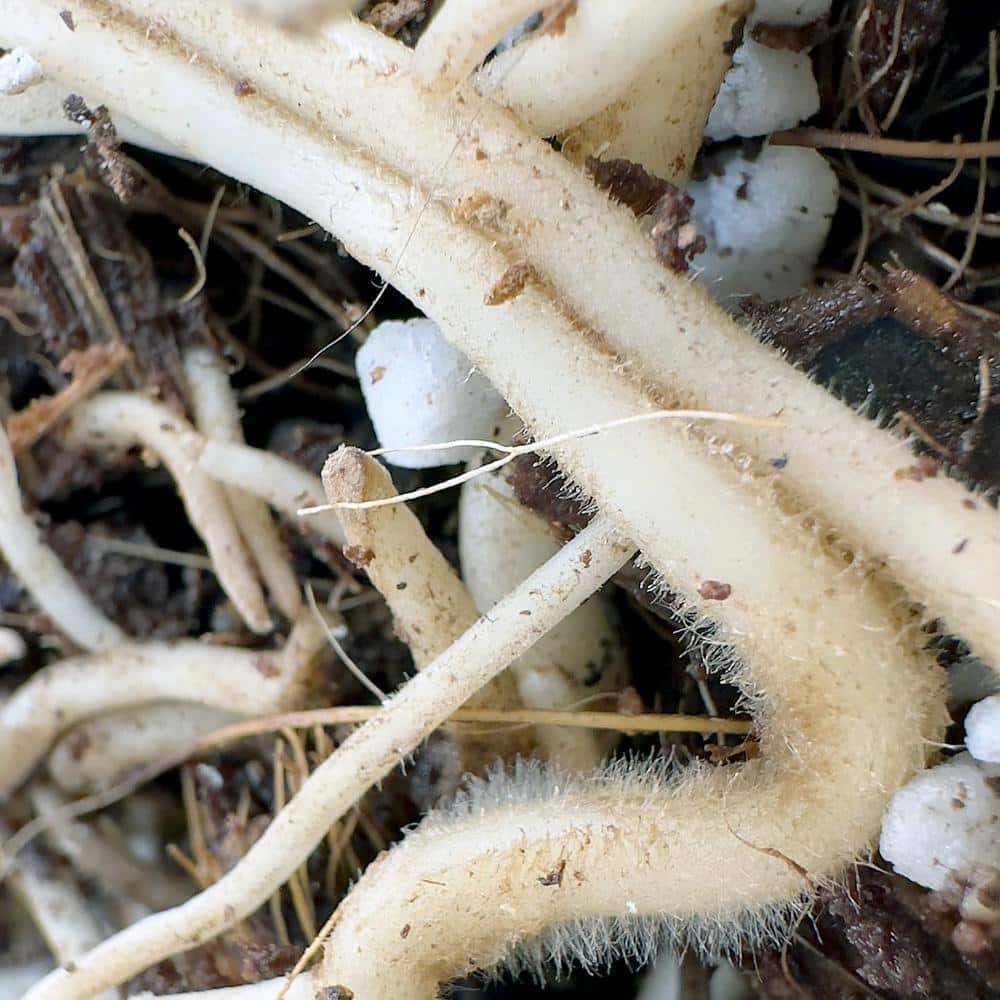 1.18 oz. Organic Indoor Houseplant Liquid Balanced Nutrition, Mycorrhizae All Season Plant Food .10 .15 .12 (2-Pack) - Hercitys