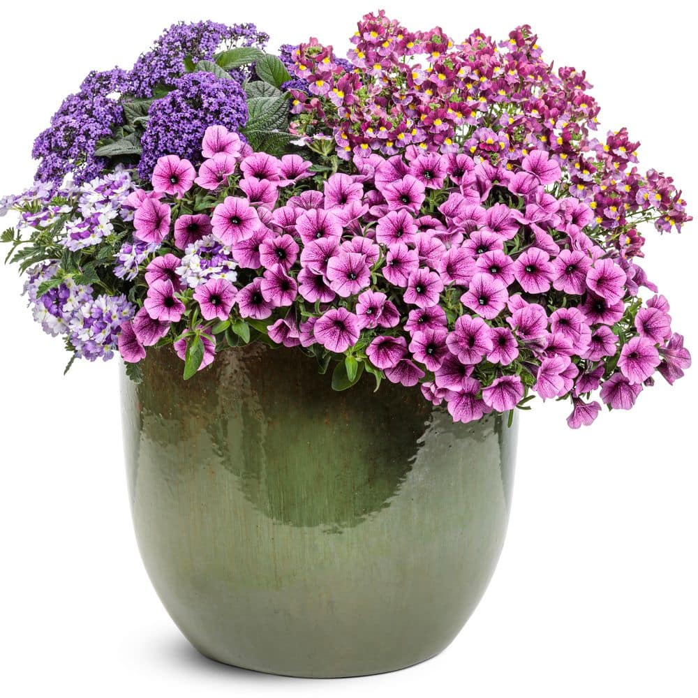 4.25 in. Eco+ Grande Supertunia Mini Vista Plum Veined (Petunia Hybrid) Live Annual Plant with Pink Flowers 4-Pack - Hercitys