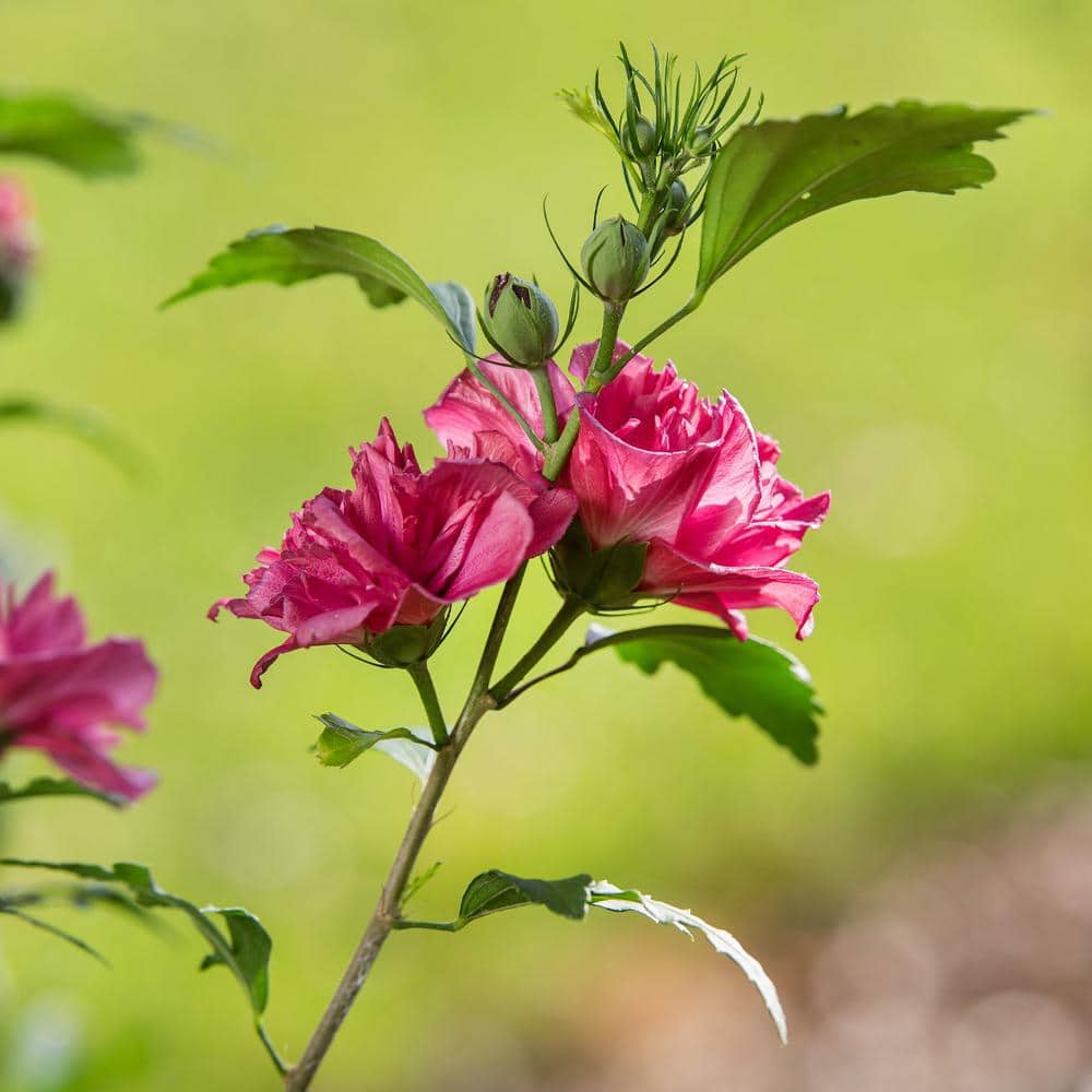 2 Gal. French Cabaret Red Hibiscus Flowering Shrub with Red Double Blooms - Hercitys