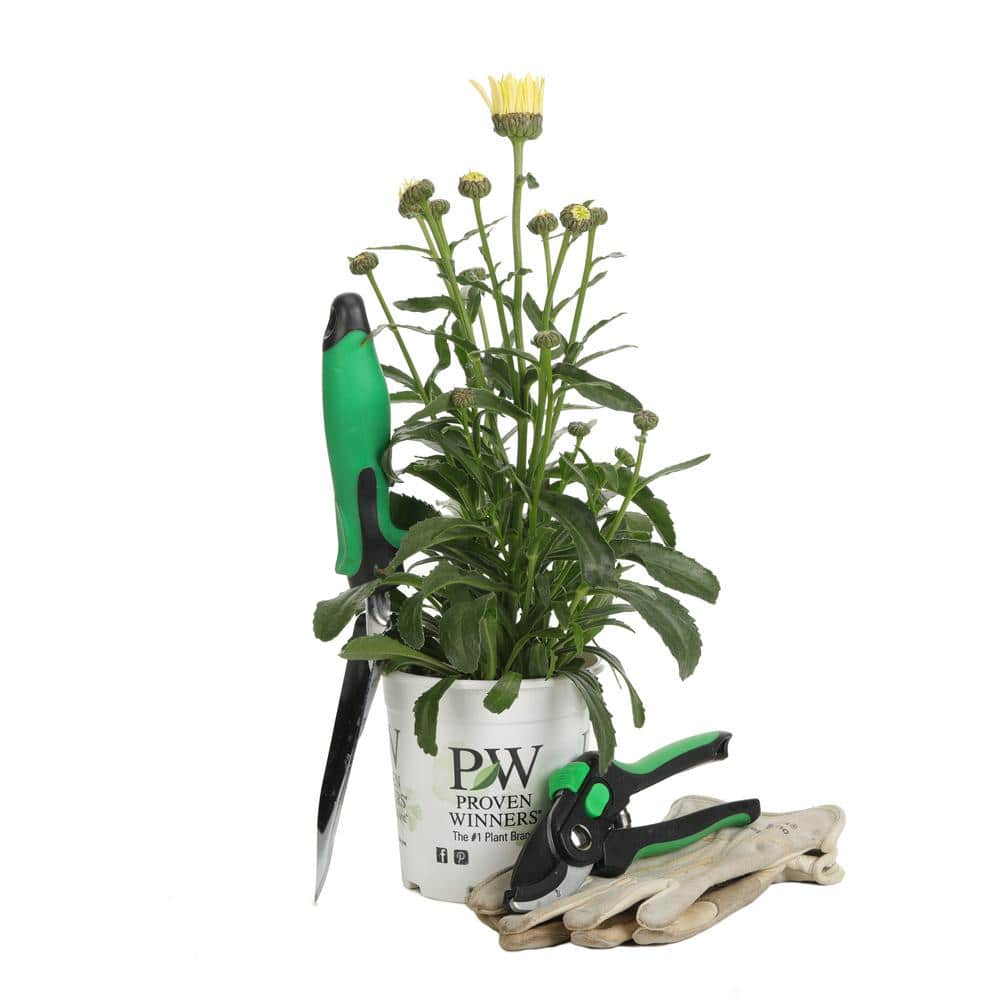 4.5 in. Qt. Amazing Daisies Banana Cream Shasta Daisy (Leucanthemum) Live Plant in Yellow Flowers - Hercitys