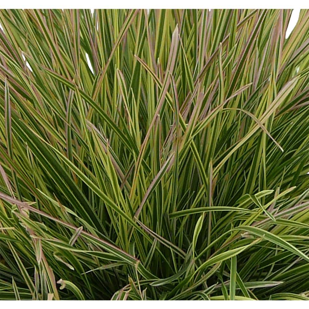 2.5 qt. Perennial Grass Deschampsia Northern Lights (4-Pack) - Hercitys