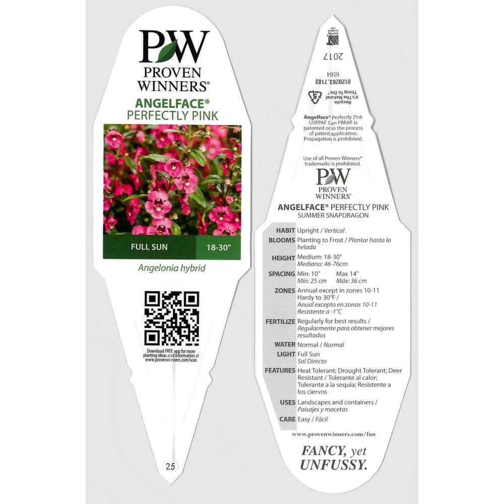 4.25 in. Eco+Grande, Angelface Perfectly Pink Summer Snapdragon - Hercitys