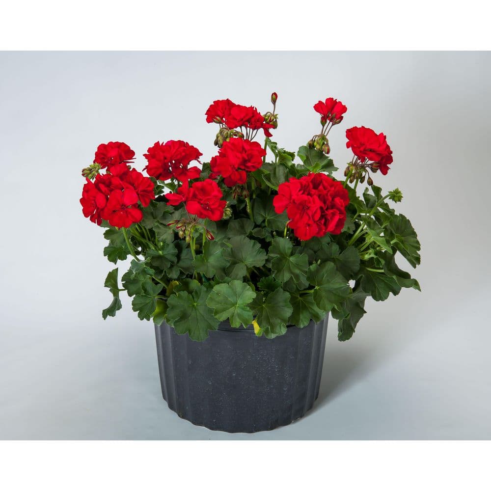 2 Gal. Dark Red Dark Leaf Calliope Medium Geranium Plant - Hercitys