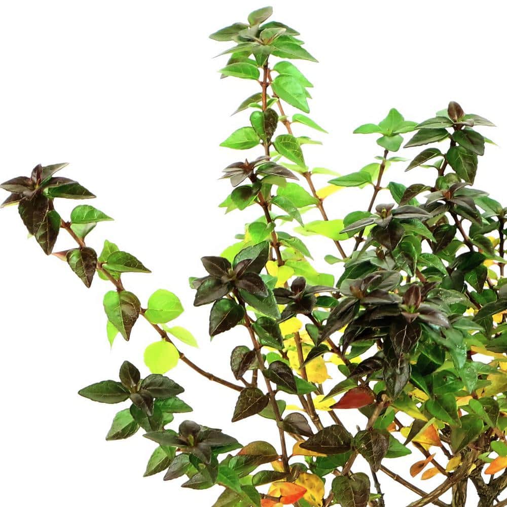 2.25 Gal. Abelia Rose Creek Flowering Shrub with White Blooms - Hercitys