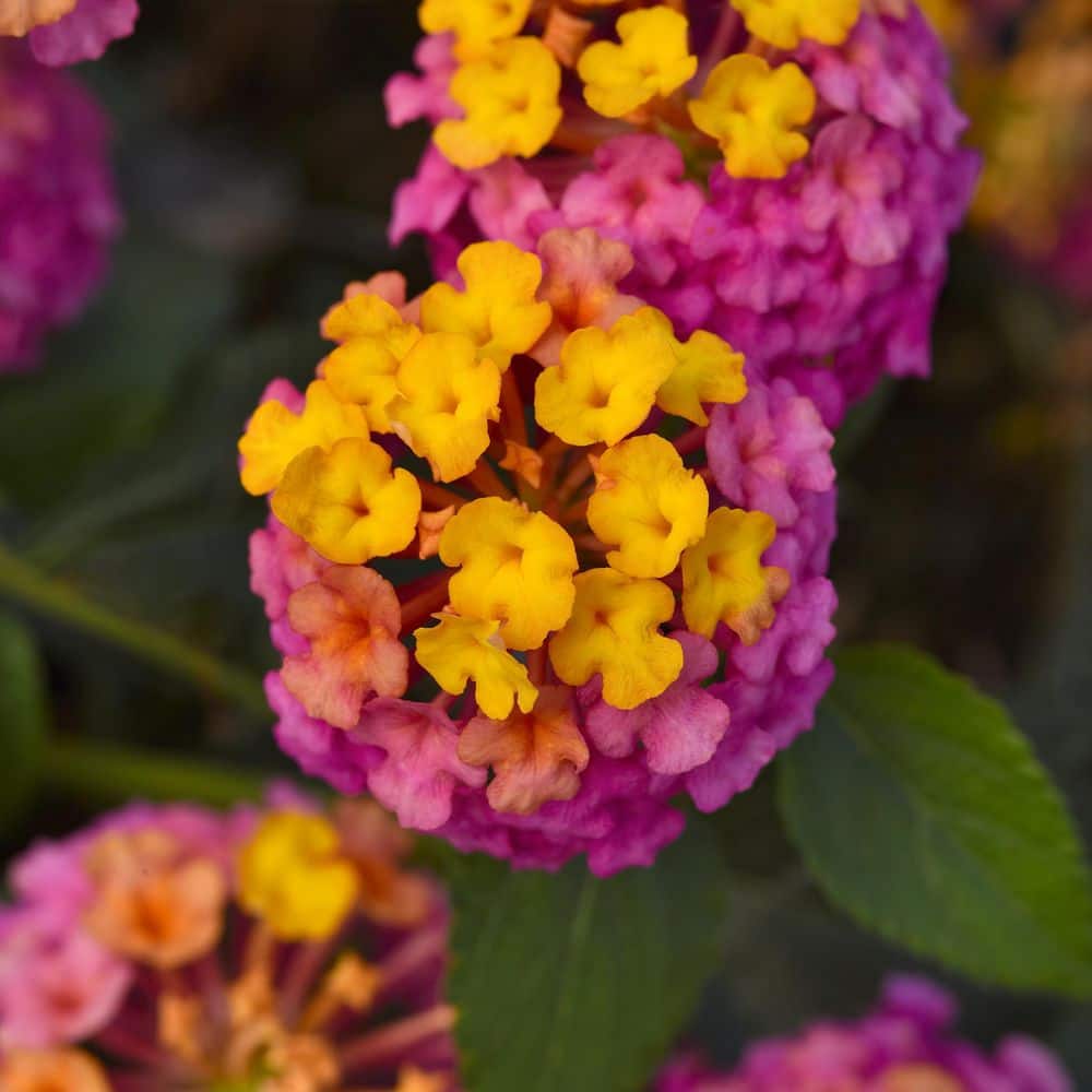 2.5 in. Lantana Bloomify Passion Fruit Plant (3-Pack) - Hercitys