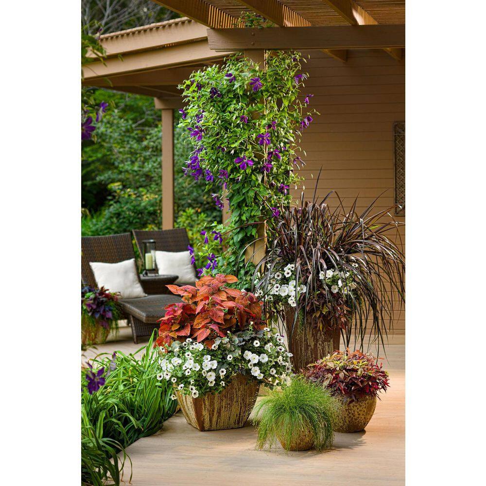 4.25 in. Eco+Grande Supertunia Mini Vista White (Petunia) Live Plants, White Flowers ((4-Pack)) - Hercitys