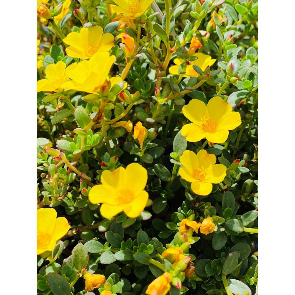 1.38 Pt. Purslane Plant Yellow Flowers in 4.5 In. Grower’s Pot (4-Plants) - Hercitys
